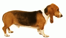 Породы собак - Артезиано-нормандский бассет
