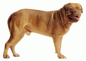 Породы собак - Бордоский дог
