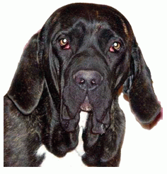 Породы собак - Фила бразилейро