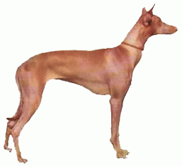 Породы собак - Фараонова собака