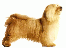 Породы собак - Гаванская болонка