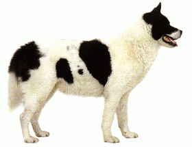 Породы собак - Гренландская собака