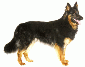 Породы собак - Хорватская овчарка
