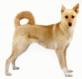 Породы собак - Ханаанская собака