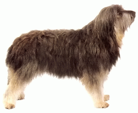 Породы собак - Каталонская овчарка