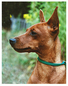 Породы собак - Миниатюрный (карликовый) пинчер