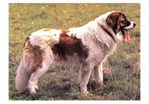 Породы собак - Московская сторожевая