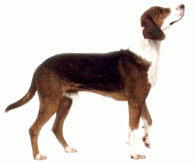 Породы собак - Немецкая гончая