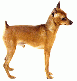 Породы собак - Немецкий пинчер