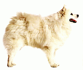 Породы собак - Немецкий шпиц