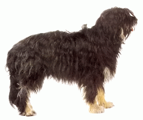 Породы собак - Португальская овчарка