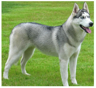 Породы собак - Сибирский хаски