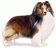 Породы собак - Шелти