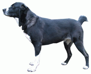 Породы собак - Среднеазиатская овчарка