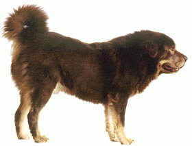Породы собак - Тибетский мастиф