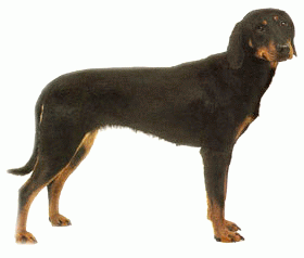 Породы собак - Югославская гончая